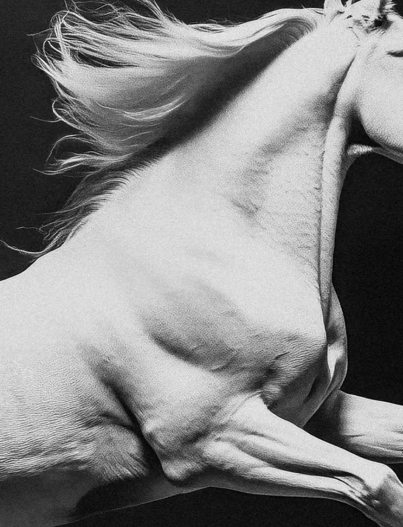 Cuadro de Animal, Caballo