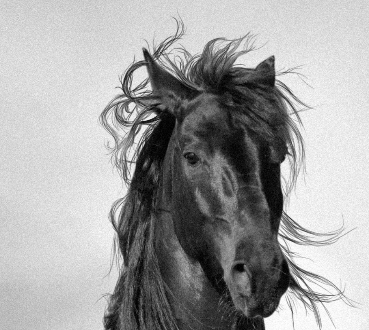 Set 2 Cuadros espejados, Animales , Caballos