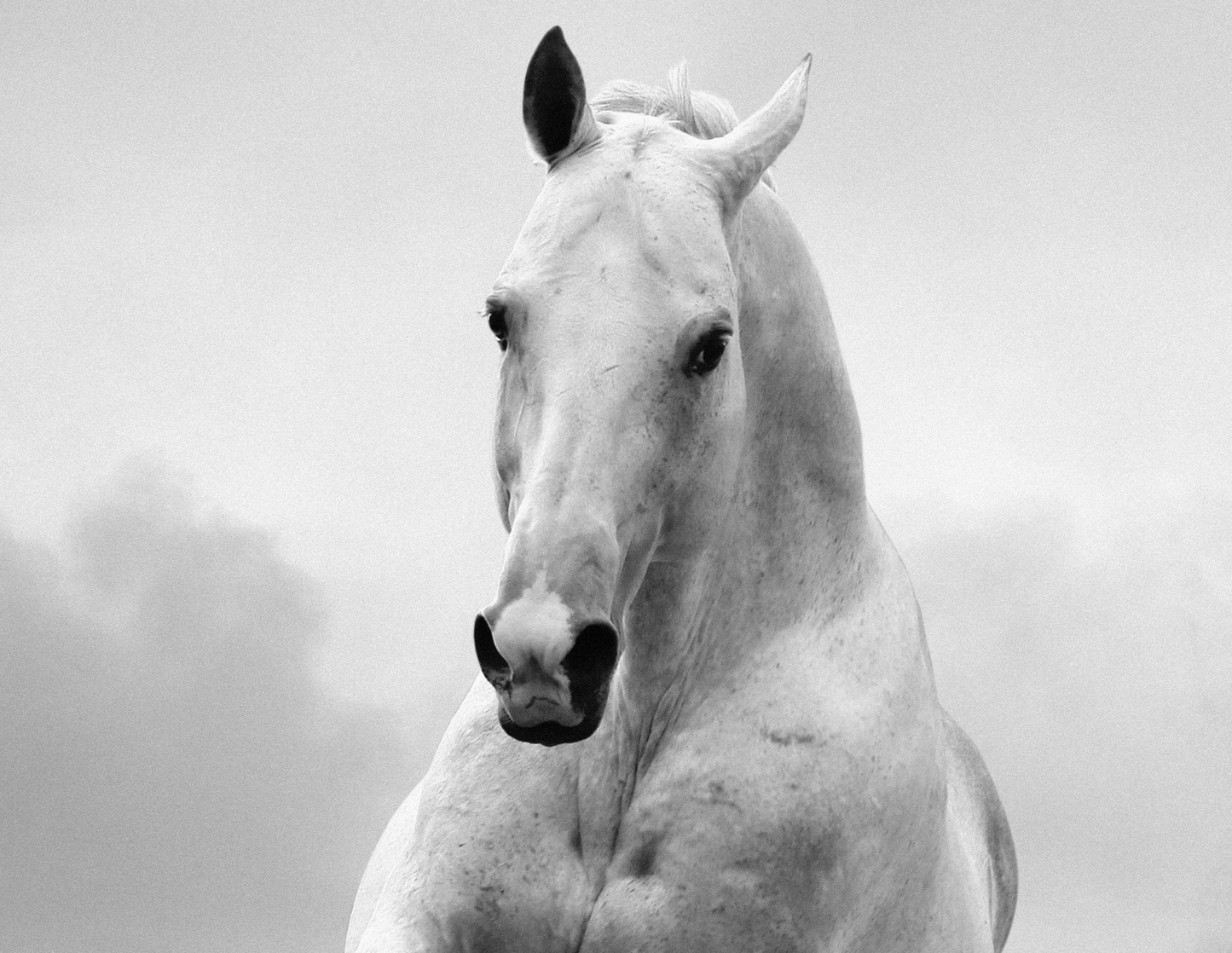 Set 2 Cuadros espejados, Animales , Caballos