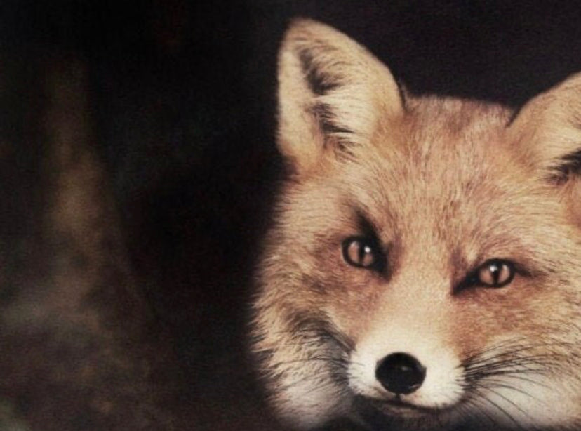 Cuadro De animales , general zorro