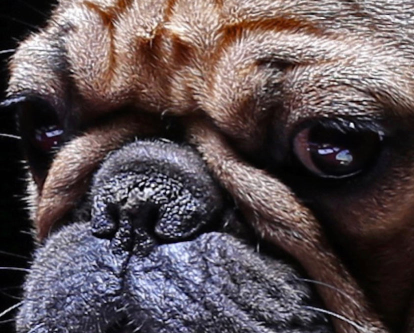 Cuadro de animales , perros jugando póker
