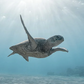 Cuadro de animales , Tortuga y oceano 2