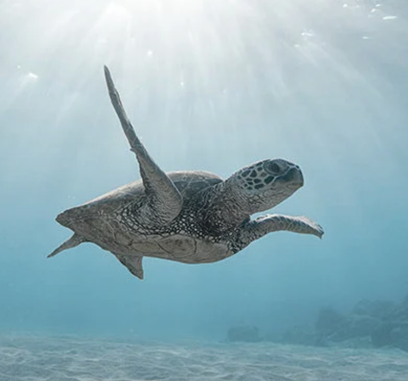 Cuadro de animales , Tortuga y oceano 2