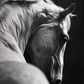 Set 2 Cuadros de Animales, Caballos