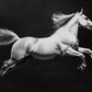 Cuadro de Animal, Caballo