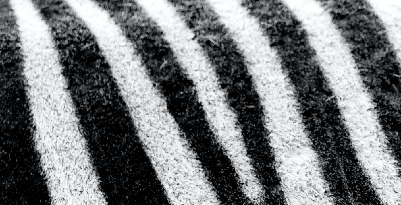 Cuadro de Animales, Piel de Cebra