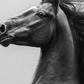 Cuadro de Animales, Caballo semental
