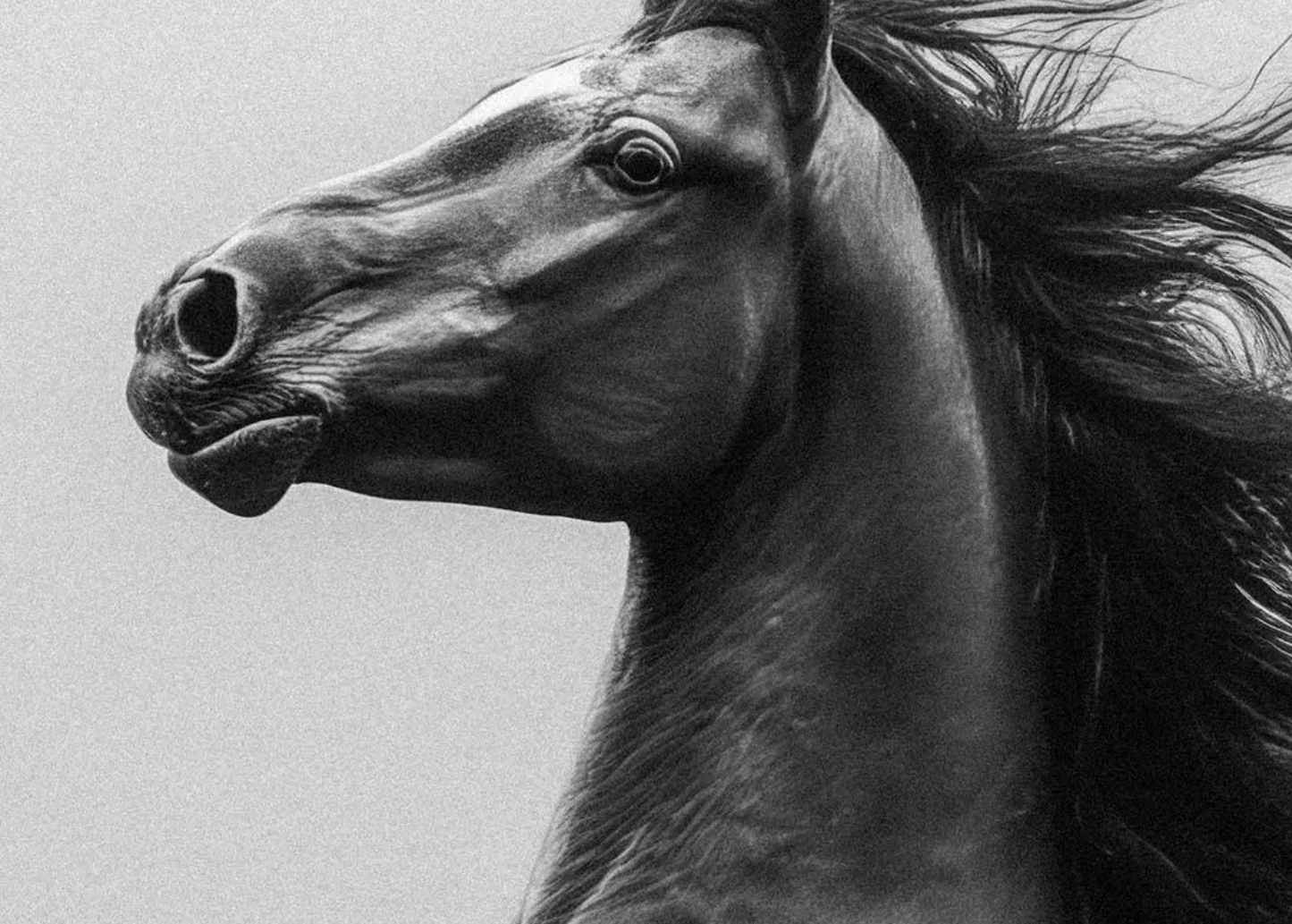 Cuadro de Animales, Caballo semental