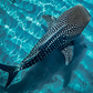 Cuadro de Animales,  Tiburon ballena