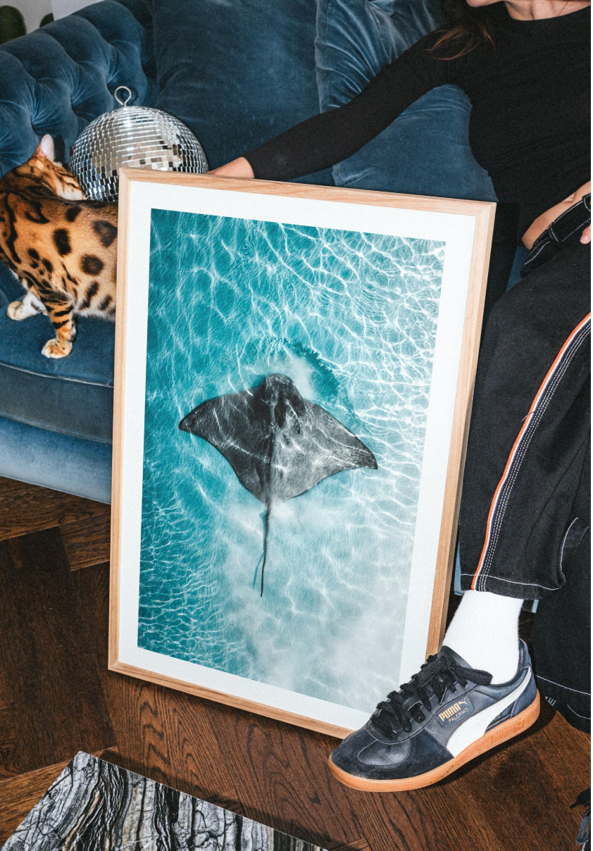 Cuadro de Animales y oceano , Mantarraya