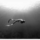 Cuadro de Fotografia , Oceano Buceando