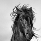 Set 2 Cuadros espejados, Animales , Caballos