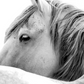 Cuadro de Animales, Caballo