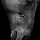 Cuadro de Animales, Caballo Negro