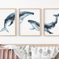 Set 3 Cuadros de animales , 2 Ballenas Jorobadas