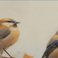Cuadro de Animales , Aves