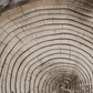 Cuadro Botanico , Tronco de Arbol