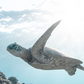 Cuadro de animales , Tortuga y oceano