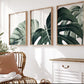 Set 3 Cuadros botanicos hojas verdes Monstera