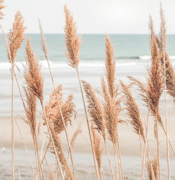 Cuadro botanico pampas secas en la playa , neutros