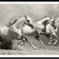 Cuadro de animales, Caballos