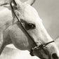 Cuadro de animales, Caballos