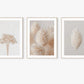 Set 3 botanicos pampas secas