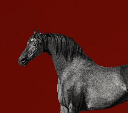Set 2 Cuadros animales, caballos