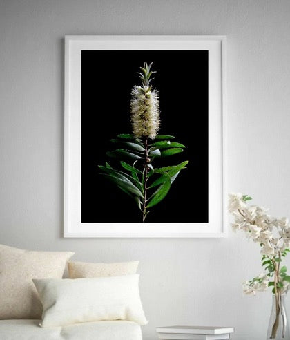 Cuadro Botanico flor escobilla