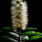 Cuadro Botanico flor escobilla