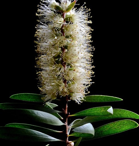 Cuadro Botanico flor escobilla