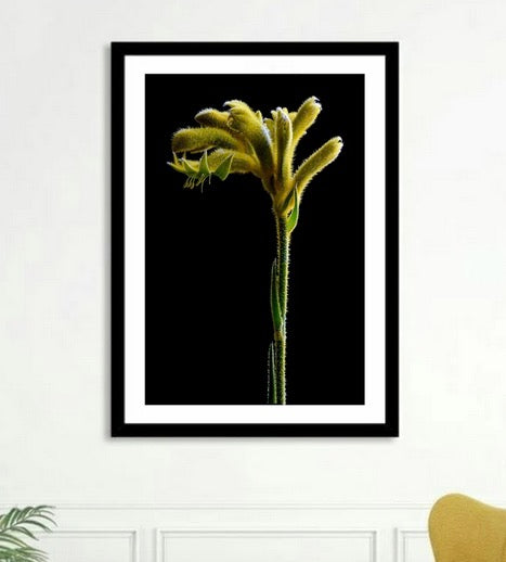 Cuadro Botanico flor pata de canguro