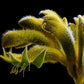 Cuadro Botanico flor pata de canguro