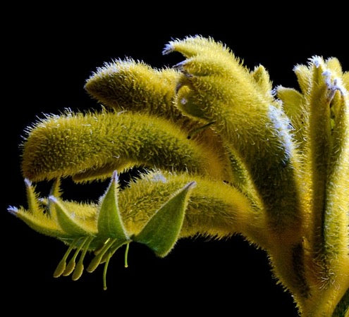Cuadro Botanico flor pata de canguro