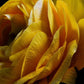 Cuadro Botanico flor ranunculo