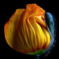 Cuadro Botanico flor de amapola