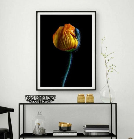 Cuadro Botanico flor de amapola