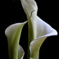 Cuadro Botanico flor calla lily