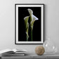 Cuadro Botanico flor calla lily
