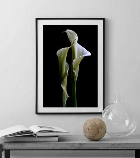 Cuadro Botanico flor calla lily
