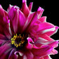 Cuadro Botanico flor dhalia