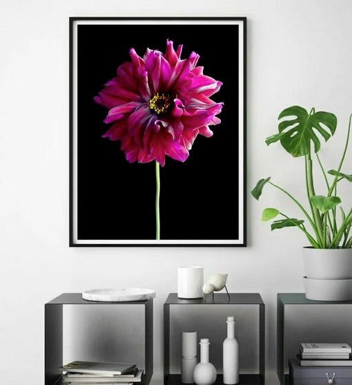 Cuadro Botanico flor dhalia