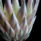 Cuadro Botanico flor de protea