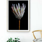 Cuadro Botanico flor de protea