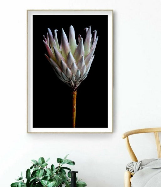 Cuadro Botanico flor de protea