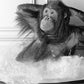 Cuadro de animales en baño , mono