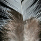 Set 3 Cuadros plumas