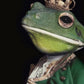 Cuadro De animales , rana rey