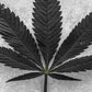 Cuadro Botanico hoja de cannabis