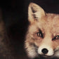 Cuadro De animales , general zorro